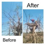 प्री-मानसून मेंटेनेंस पर जोर: उमरिया वृत्त के चंदिया वितरण केंद्र में ट्री ट्रिमिंग व पेट्रोलिंग कार्य तेज, आगामी बारिश में निर्बाध बिजली आपूर्ति सुनिश्चित करने की तैयारी